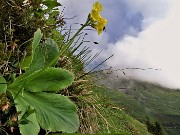 32 Primula auricula (Primula orecchia d'orso)